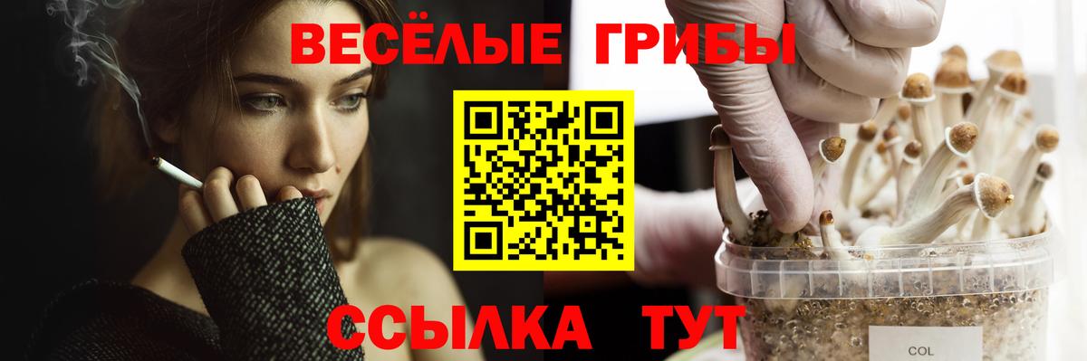 Псилоцибиновые грибы MAGIC MUSHROOMS  Галлюциногенные грибы Psilocybe  Мурино  Вход с VPN 